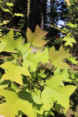 Liriodendron chinense - liliovník čínský - listy